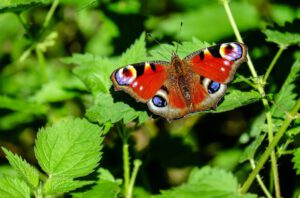 Insectenvriendelijke tuin - vlinder
