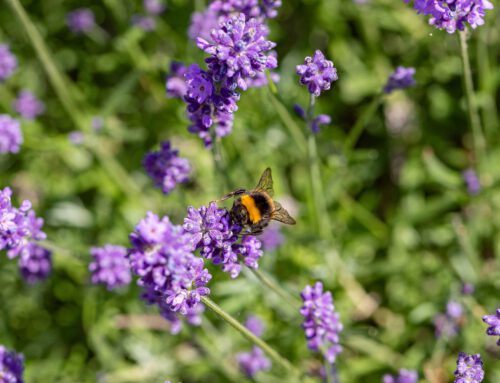 Tips voor een bijenvriendelijke tuin