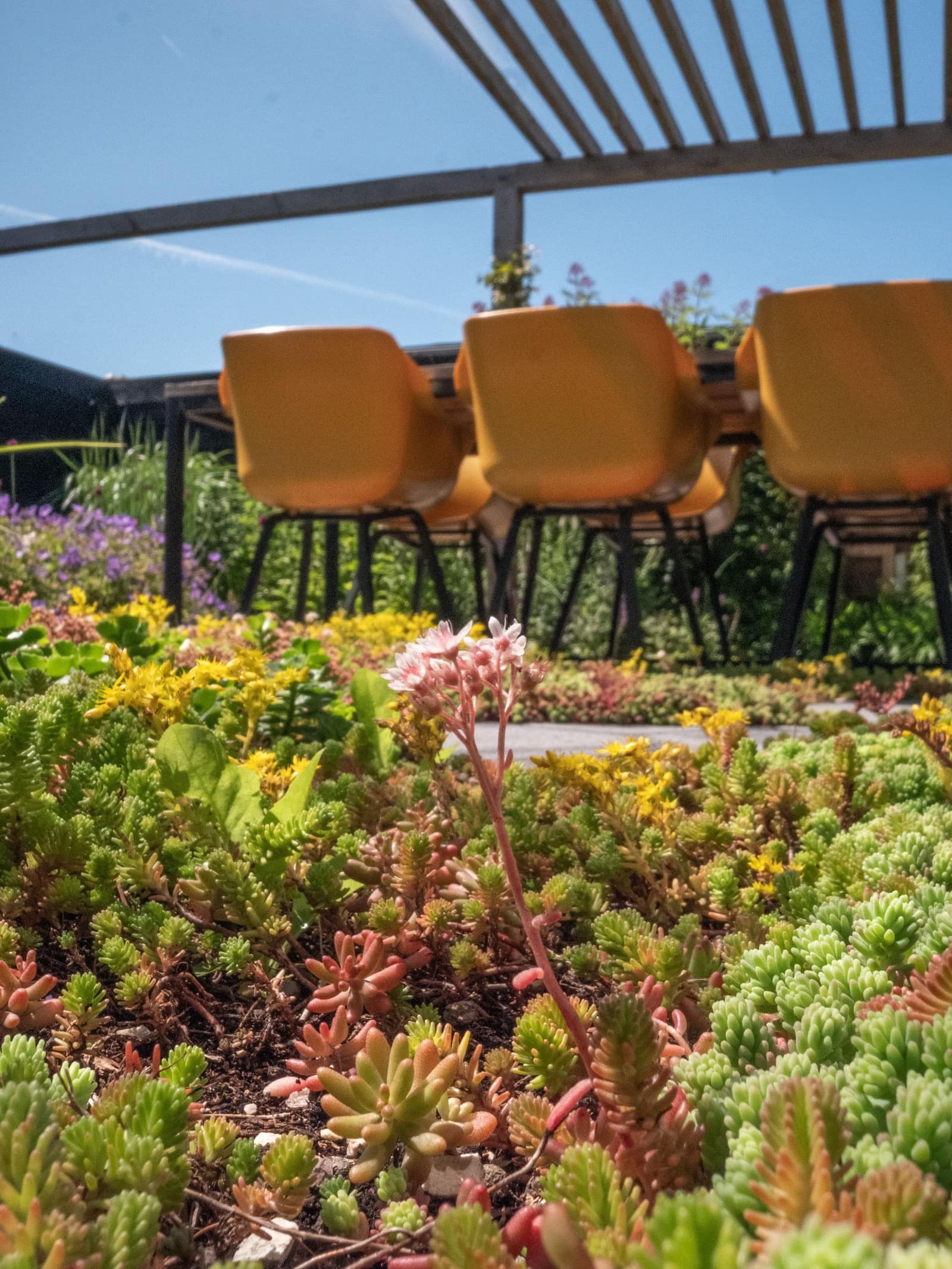 Relaxtuin: eettafel onder de pergola, tussen sedum en siergrassen