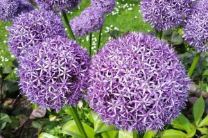 bloembollen