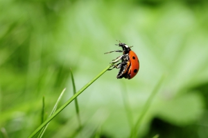 ladybug-796482_1920