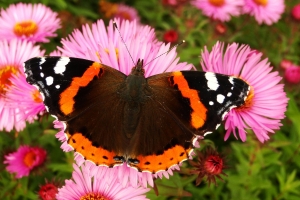 Vlinders in de tuin