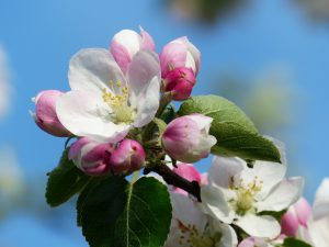 Malus in de fleurige tuin