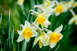 Narcissen in de fleurige tuin