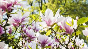 Magnolia in de fleurige tuin