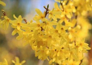 Forsythia in de fleurige tuin