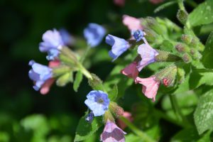 Longkruid in de fleurige tuin