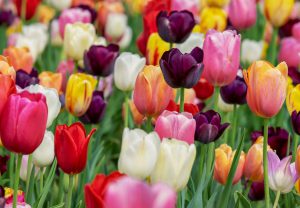 Tulpen in de fleurige tuin