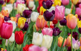 Tulpen in de fleurige tuin