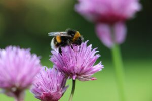 Insectenvriendelijke tuin - bij