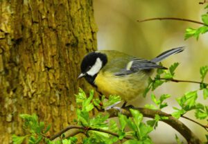 Vogelvriendelijke tuin