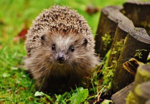 Dier- en insectenvriendelijke tuin