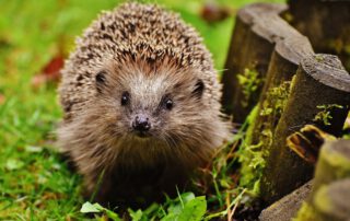 Dier- en insectenvriendelijke tuin