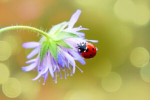 Insectenvriendelijke tuin - lieveheersbeestje