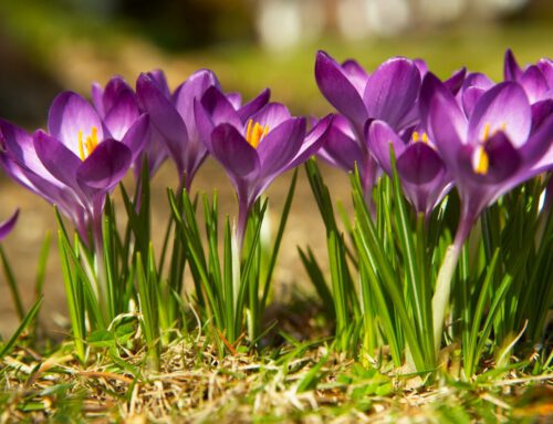 Lentekriebels? Tijd voor een voorjaarsbeurt voor uw tuin!